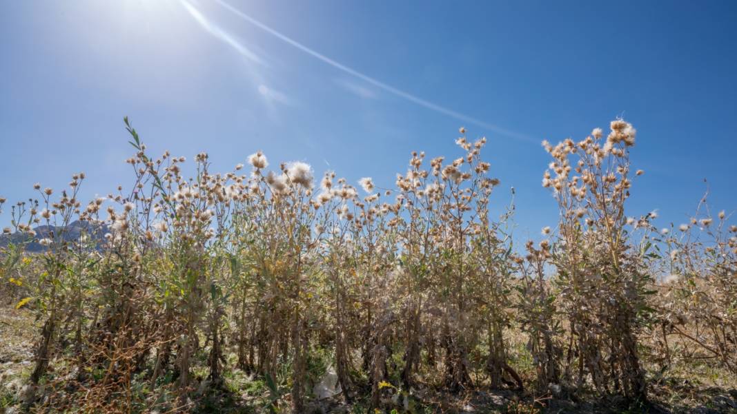 Kıraç toprakların güzellikleri: Geven otları 12