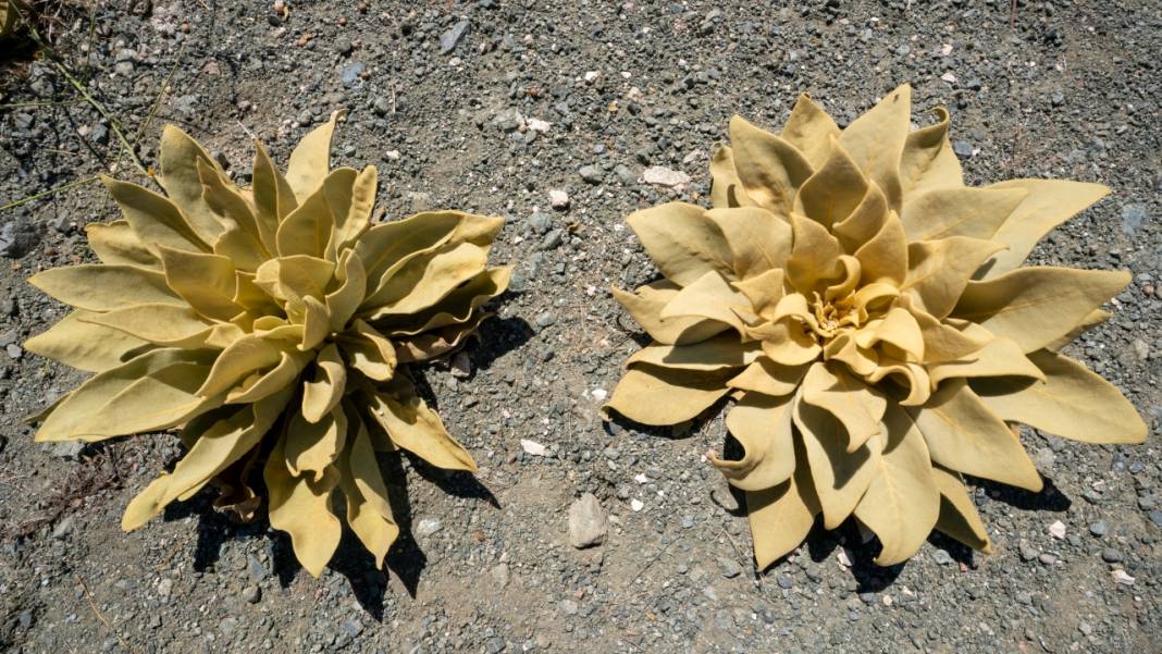 Kıraç toprakların güzellikleri: Geven otları 13