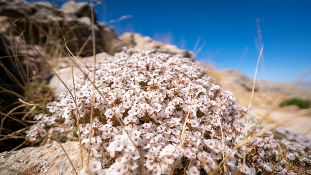 Kıraç toprakların güzellikleri: Geven otları 2