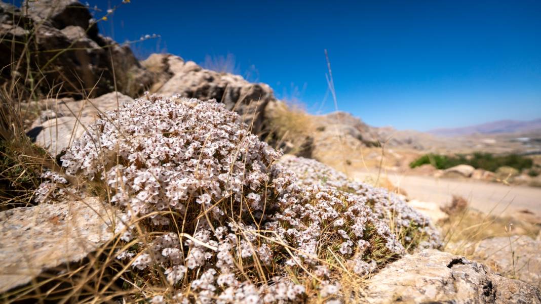 Kıraç toprakların güzellikleri: Geven otları 3