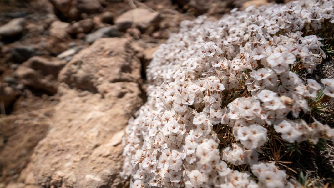 Kıraç toprakların güzellikleri: Geven otları 4