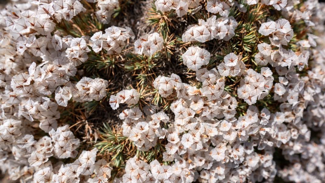Kıraç toprakların güzellikleri: Geven otları 5