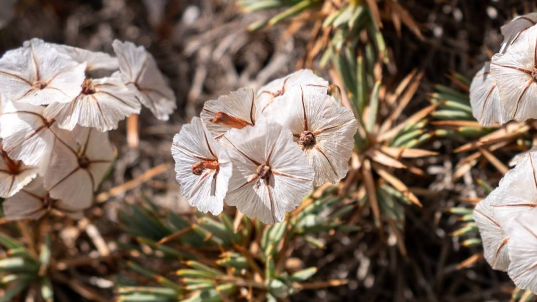 Kıraç toprakların güzellikleri: Geven otları 6