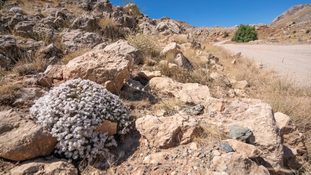 Kıraç toprakların güzellikleri: Geven otları 7