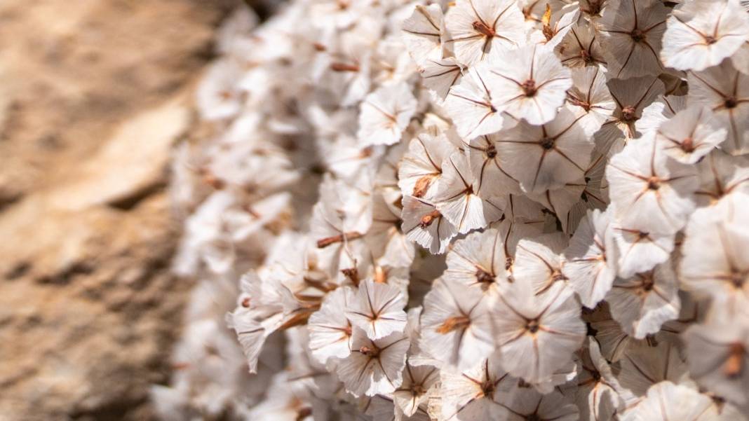 Kıraç toprakların güzellikleri: Geven otları 8