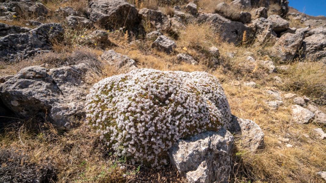 Kıraç toprakların güzellikleri: Geven otları 9