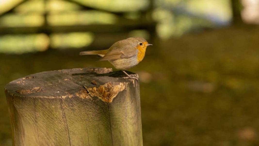 Yedigöller, ziyaretçileri sonbaharda tefekkür yolculuğuna çıkarıyor 9