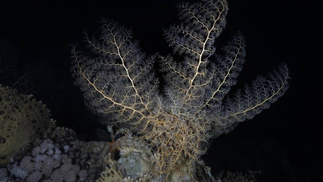 Denizin altındaki İlahi sanatlar: Ras Muhammed Milli Parkı 1