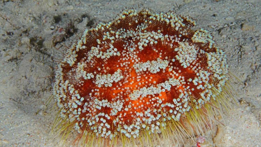 Denizin altındaki İlahi sanatlar: Ras Muhammed Milli Parkı 10