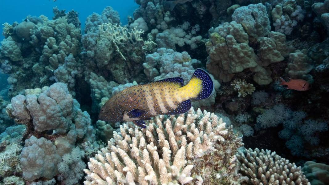 Denizin altındaki İlahi sanatlar: Ras Muhammed Milli Parkı 11