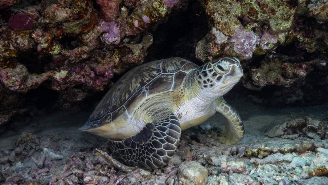Denizin altındaki İlahi sanatlar: Ras Muhammed Milli Parkı 12