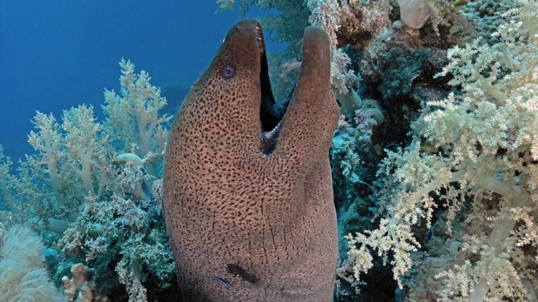 Denizin altındaki İlahi sanatlar: Ras Muhammed Milli Parkı 13