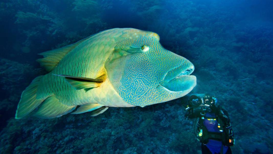 Denizin altındaki İlahi sanatlar: Ras Muhammed Milli Parkı 14