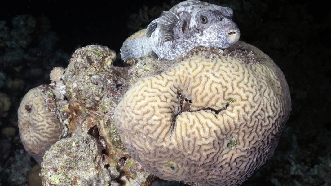 Denizin altındaki İlahi sanatlar: Ras Muhammed Milli Parkı 15