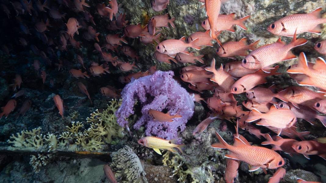 Denizin altındaki İlahi sanatlar: Ras Muhammed Milli Parkı 16