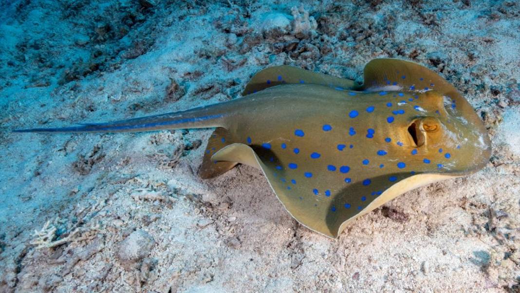 Denizin altındaki İlahi sanatlar: Ras Muhammed Milli Parkı 17