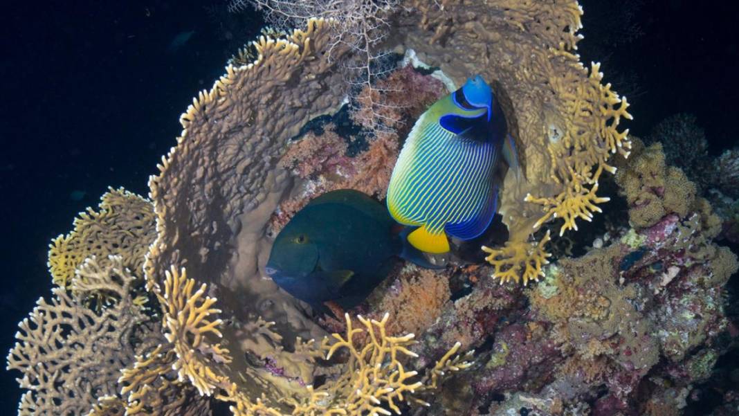 Denizin altındaki İlahi sanatlar: Ras Muhammed Milli Parkı 18