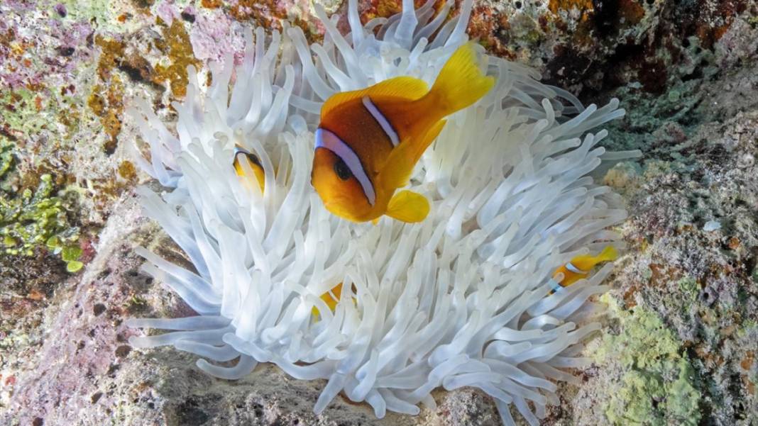 Denizin altındaki İlahi sanatlar: Ras Muhammed Milli Parkı 19