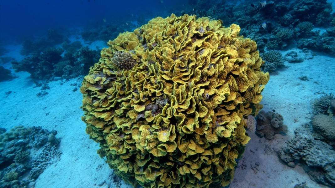 Denizin altındaki İlahi sanatlar: Ras Muhammed Milli Parkı 2