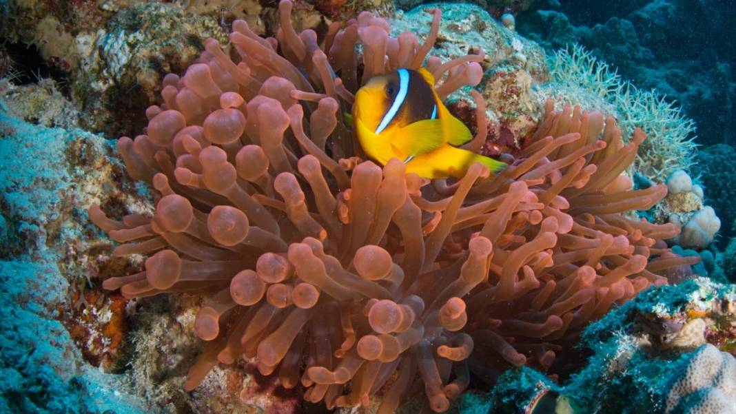 Denizin altındaki İlahi sanatlar: Ras Muhammed Milli Parkı 3