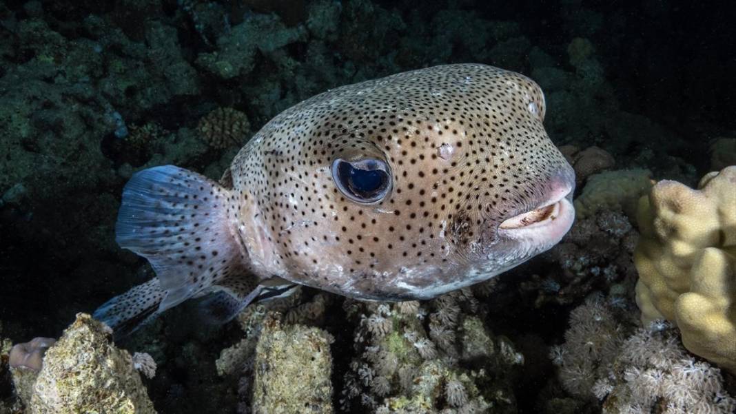 Denizin altındaki İlahi sanatlar: Ras Muhammed Milli Parkı 4