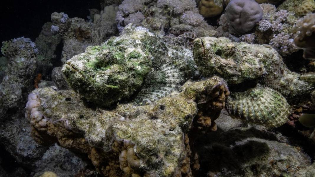 Denizin altındaki İlahi sanatlar: Ras Muhammed Milli Parkı 5