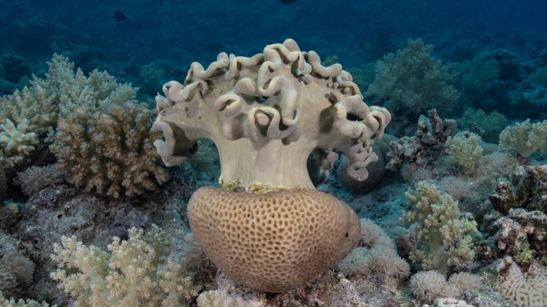 Denizin altındaki İlahi sanatlar: Ras Muhammed Milli Parkı 6