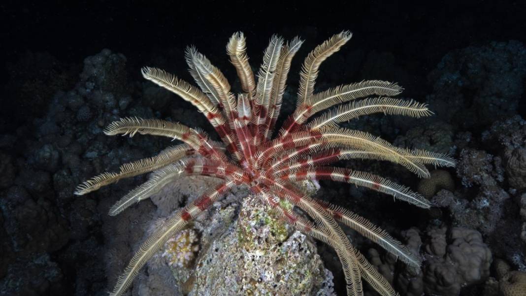 Denizin altındaki İlahi sanatlar: Ras Muhammed Milli Parkı 7