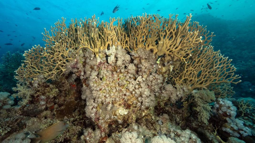 Denizin altındaki İlahi sanatlar: Ras Muhammed Milli Parkı 8