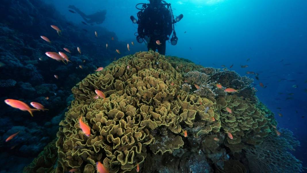 Denizin altındaki İlahi sanatlar: Ras Muhammed Milli Parkı 9