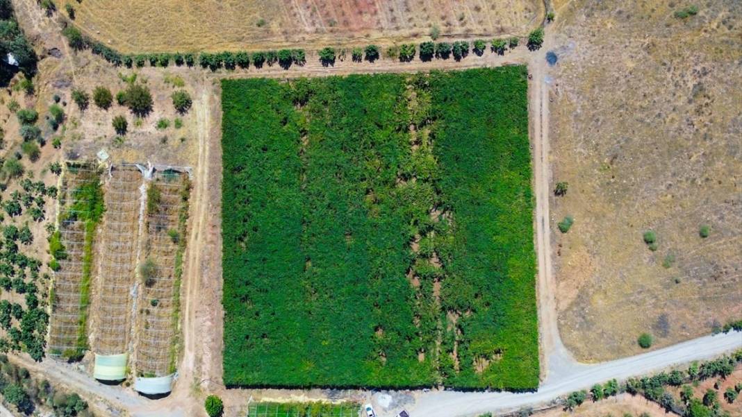 Kuraklığa rağmen her yıl 30 ton üzüm üretiyor 1