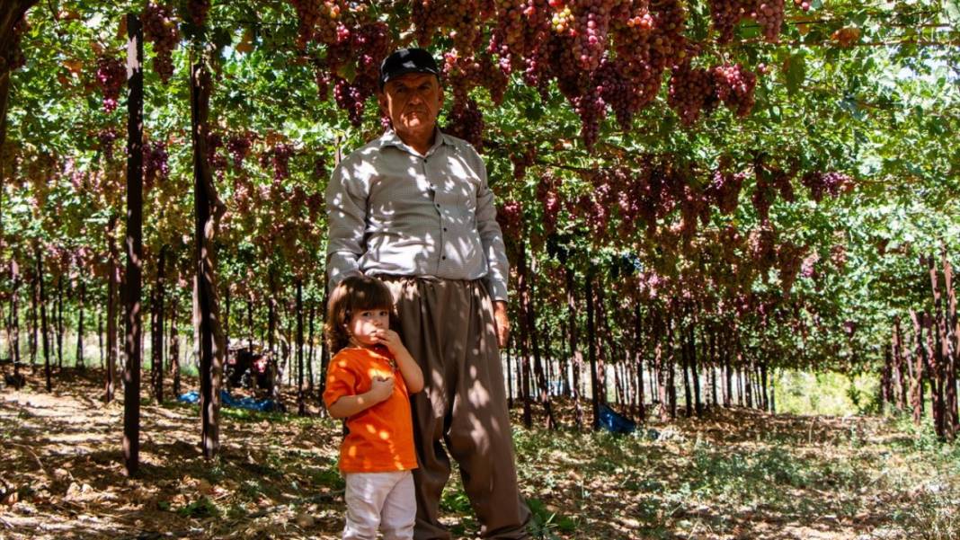Kuraklığa rağmen her yıl 30 ton üzüm üretiyor 10