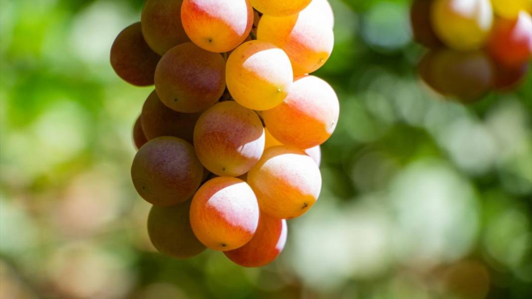 Kuraklığa rağmen her yıl 30 ton üzüm üretiyor 11