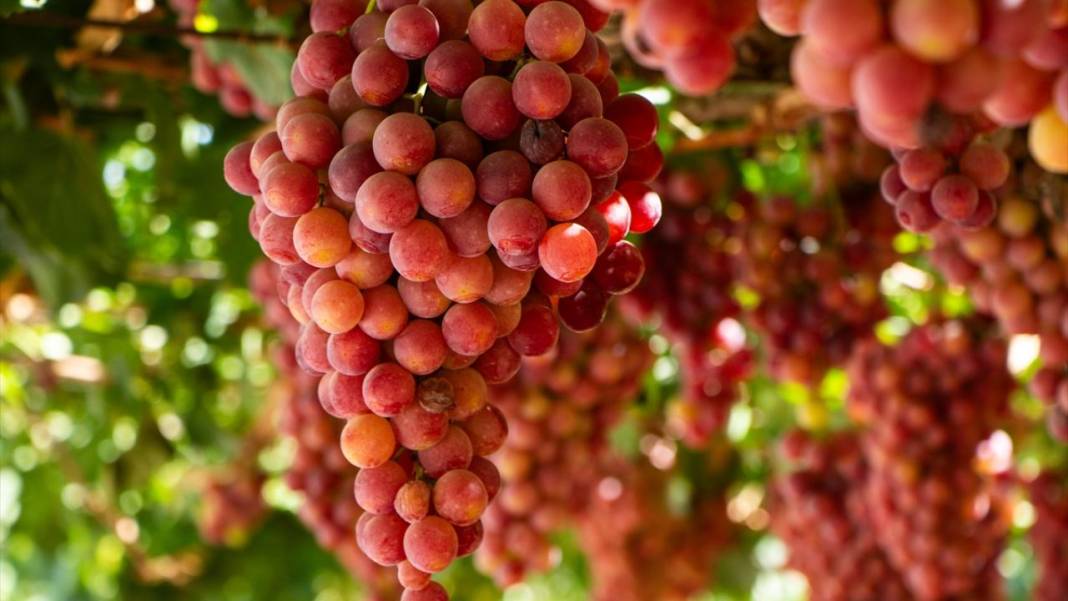 Kuraklığa rağmen her yıl 30 ton üzüm üretiyor 2