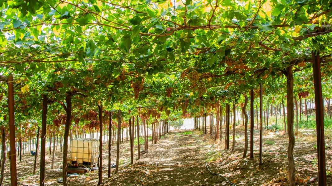 Kuraklığa rağmen her yıl 30 ton üzüm üretiyor 3