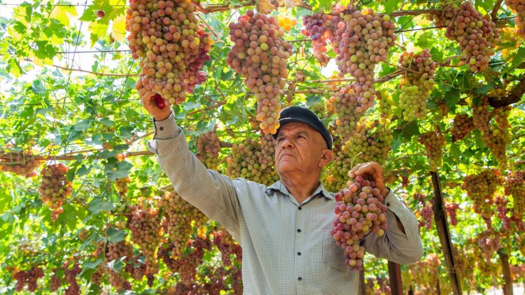 Kuraklığa rağmen her yıl 30 ton üzüm üretiyor 4