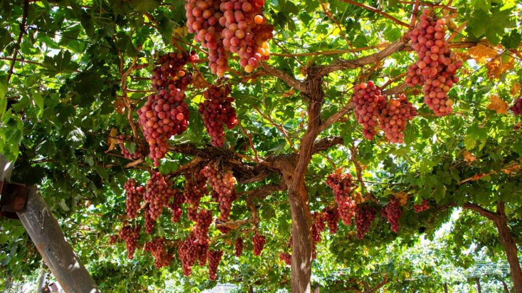 Kuraklığa rağmen her yıl 30 ton üzüm üretiyor 5