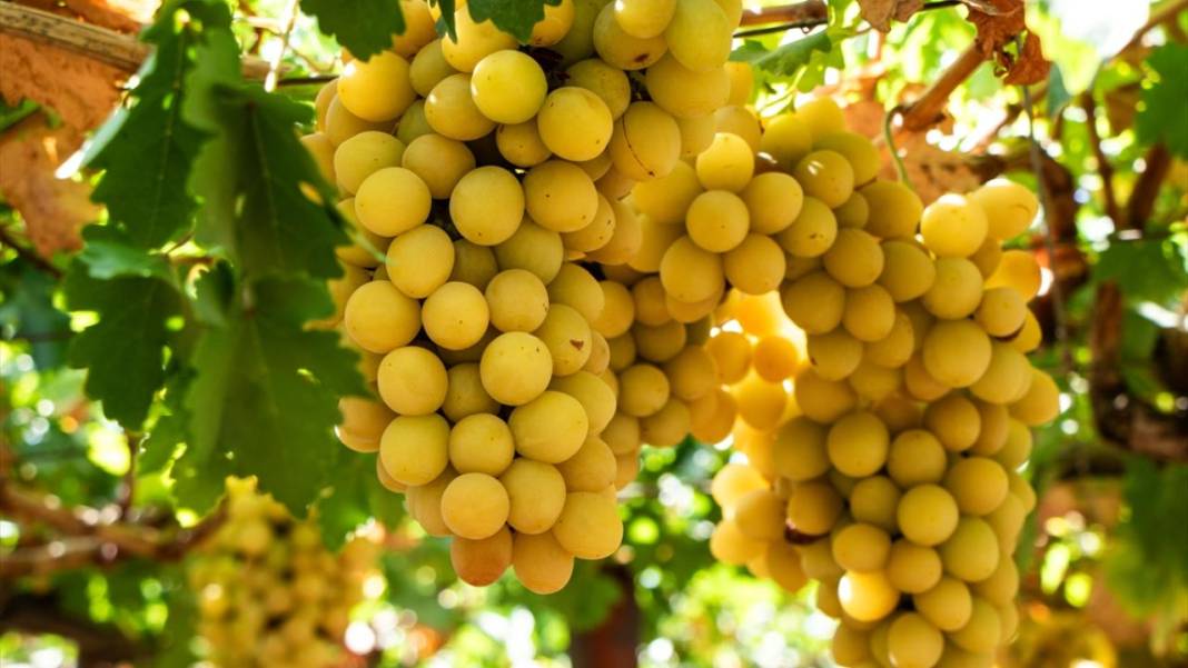Kuraklığa rağmen her yıl 30 ton üzüm üretiyor 6