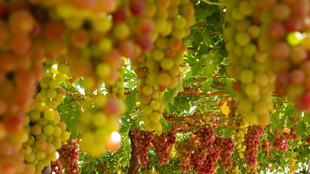 Kuraklığa rağmen her yıl 30 ton üzüm üretiyor 7