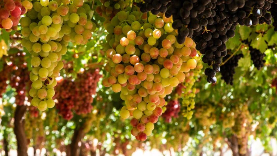 Kuraklığa rağmen her yıl 30 ton üzüm üretiyor 8