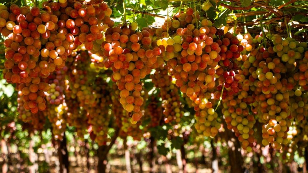 Kuraklığa rağmen her yıl 30 ton üzüm üretiyor 9