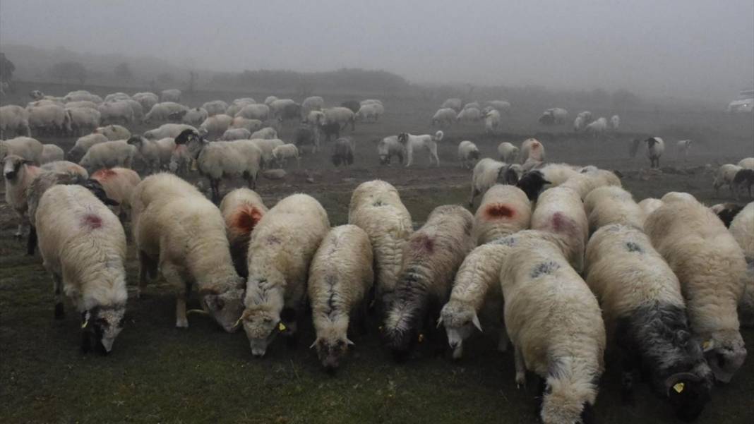 Sisler altındaki Karadeniz yaylalarından dönüş yolculuğu başladı 12
