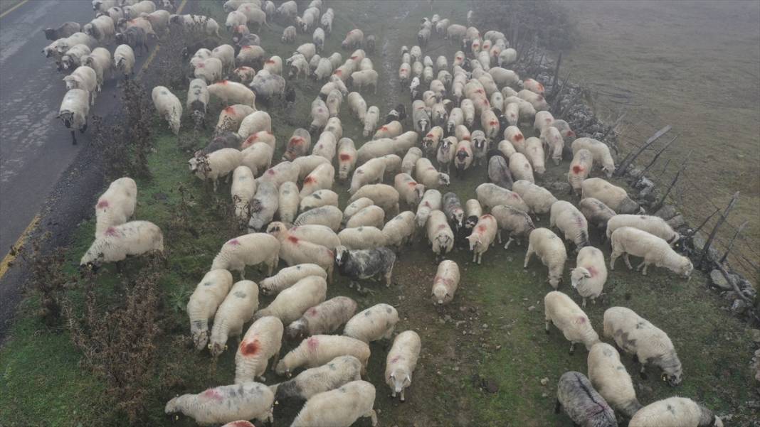 Sisler altındaki Karadeniz yaylalarından dönüş yolculuğu başladı 3