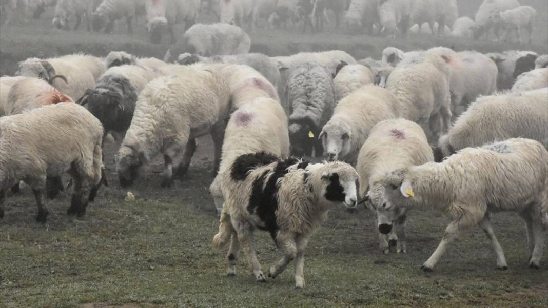 Sisler altındaki Karadeniz yaylalarından dönüş yolculuğu başladı 7