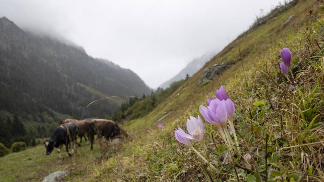 Rize yaylalarından güzel manzaralar 3