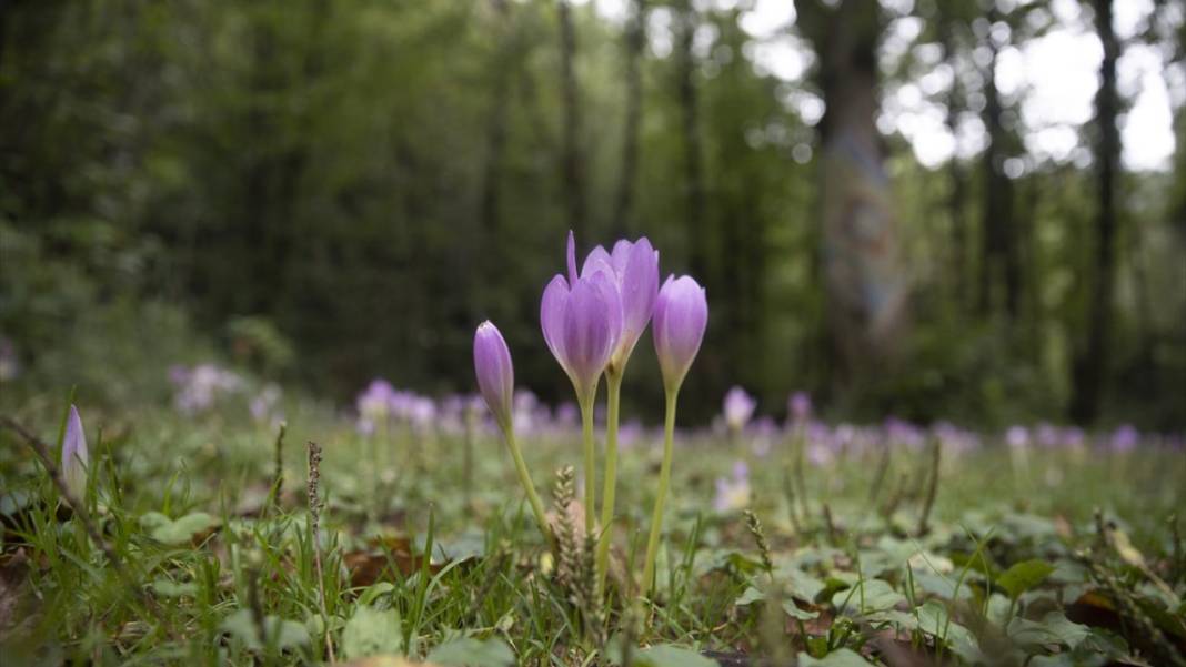 Rize yaylalarından güzel manzaralar 6