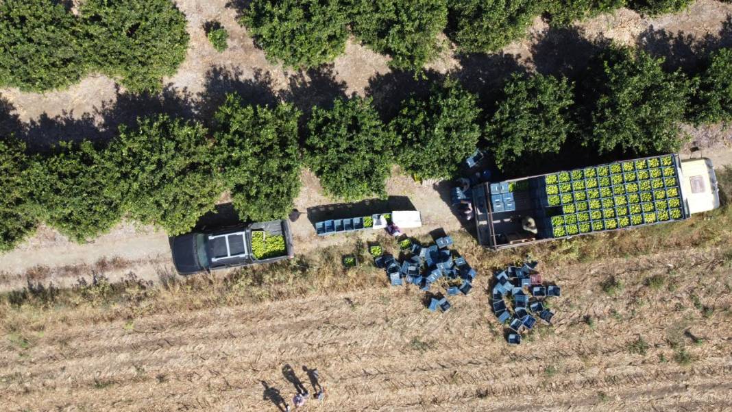 Çukurova'da limon hasadı 1