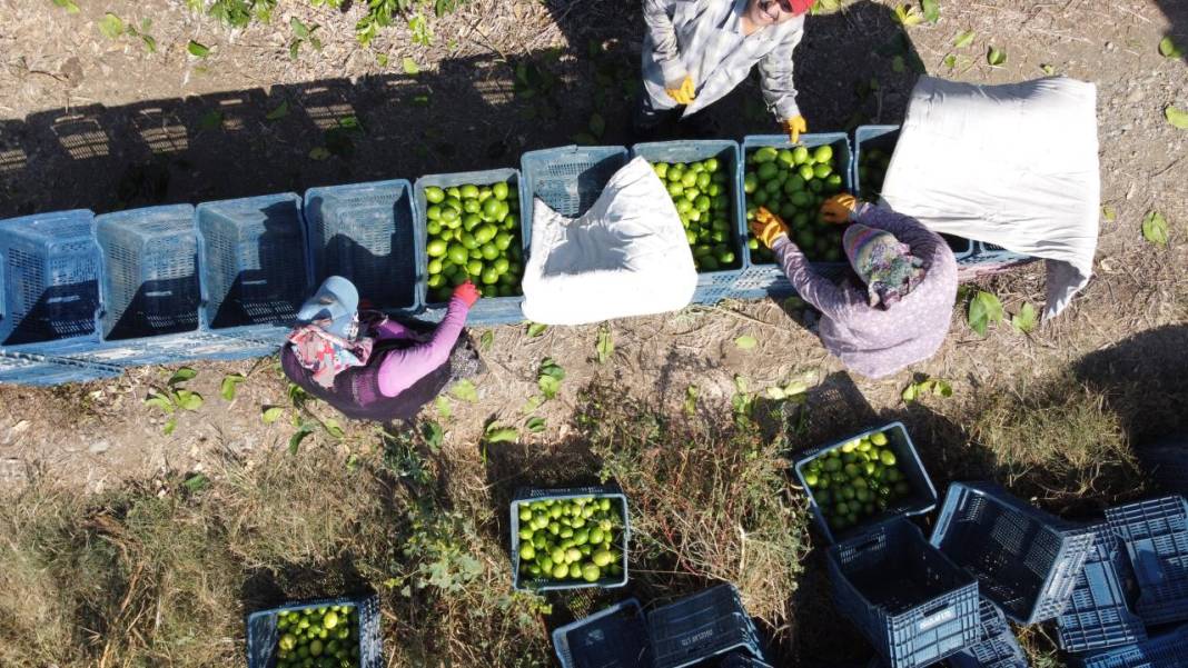 Çukurova'da limon hasadı 4