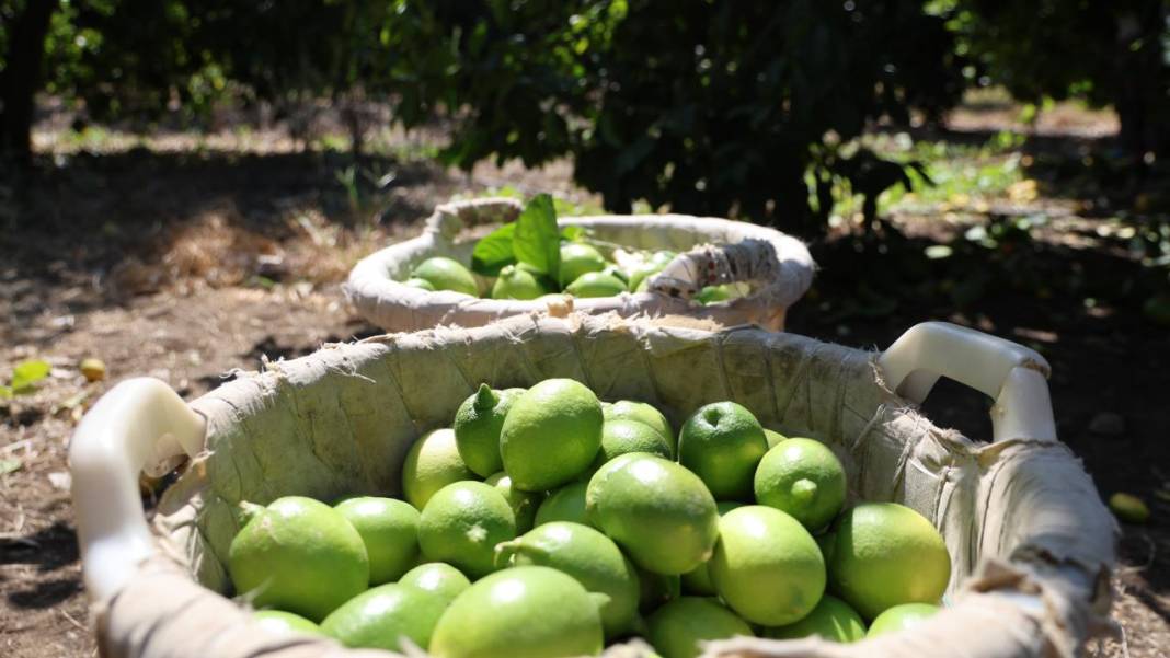 Çukurova'da limon hasadı 5