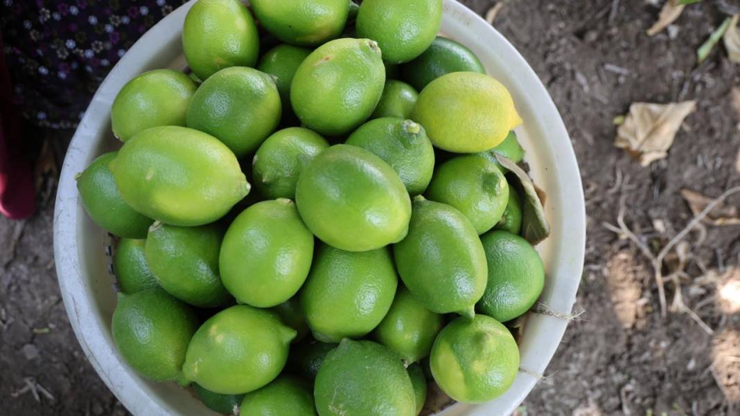 Çukurova'da limon hasadı 6